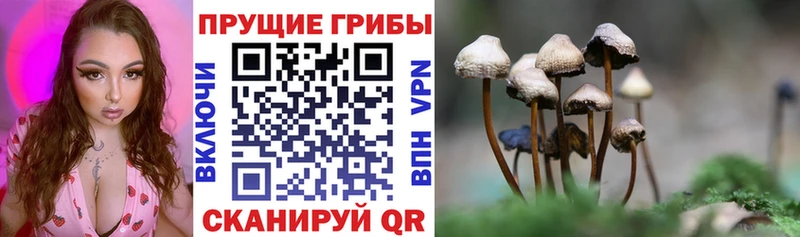 ссылка на мегу как зайти  Георгиевск  Галлюциногенные грибы GOLDEN TEACHER  дарнет шоп 